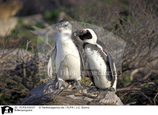 Brillenpinguine / African Penguins / FLPA-03037