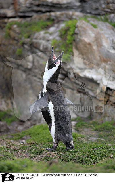 Brillenpinguin / African Penguin / FLPA-03041