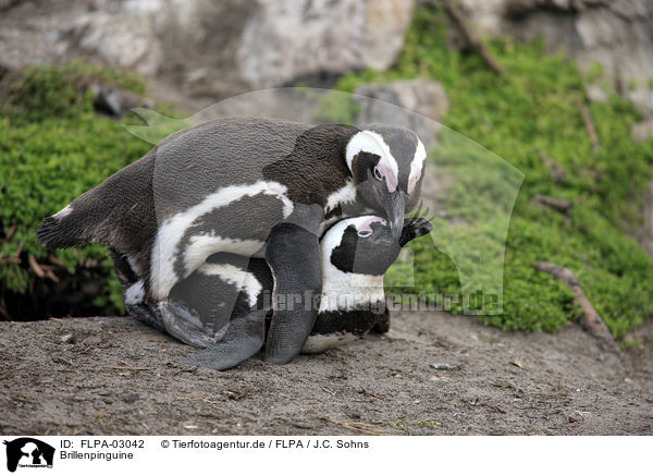 Brillenpinguine / African Penguins / FLPA-03042