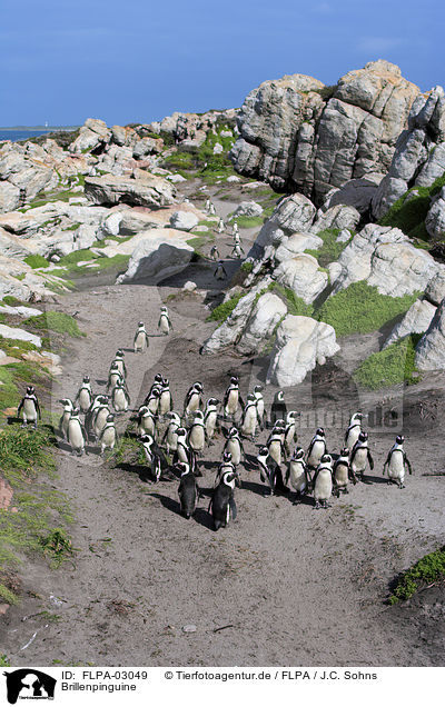 Brillenpinguine / African Penguins / FLPA-03049