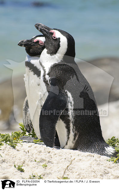 Brillenpinguine / African Penguins / FLPA-03054