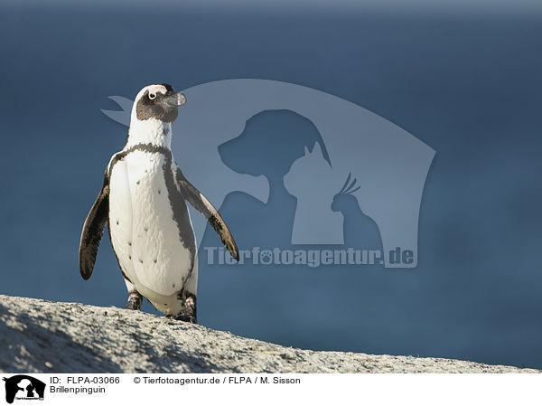Brillenpinguin / African Penguin / FLPA-03066