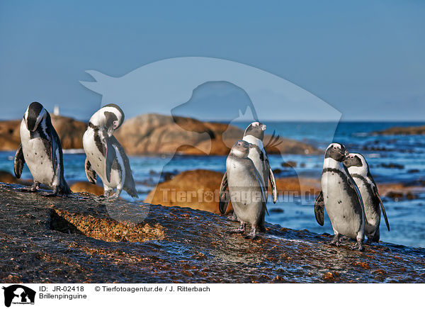 Brillenpinguine / African penguins / JR-02418