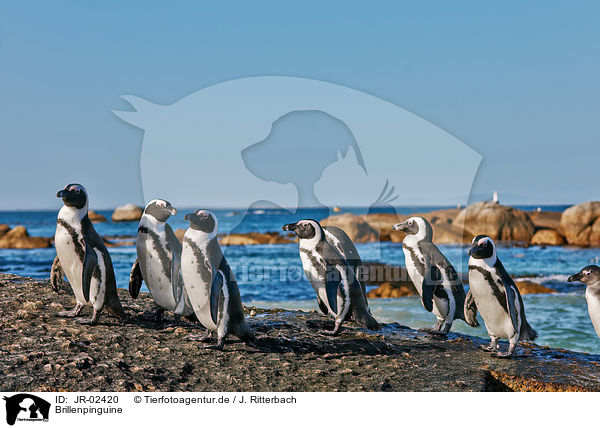 Brillenpinguine / African penguins / JR-02420