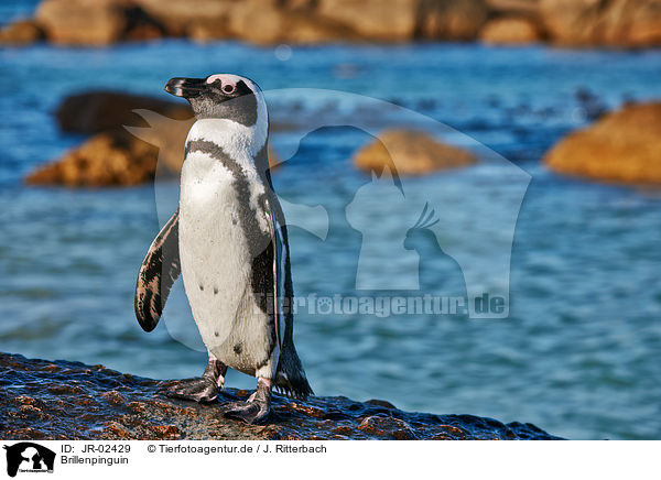 Brillenpinguin / African penguin / JR-02429