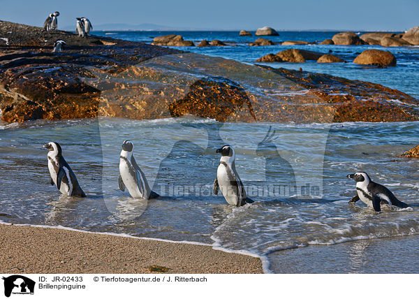 Brillenpinguine / African penguins / JR-02433