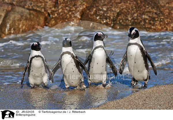 Brillenpinguine / African penguins / JR-02435