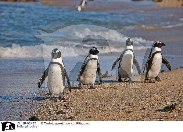 Brillenpinguine / African penguins / JR-02437