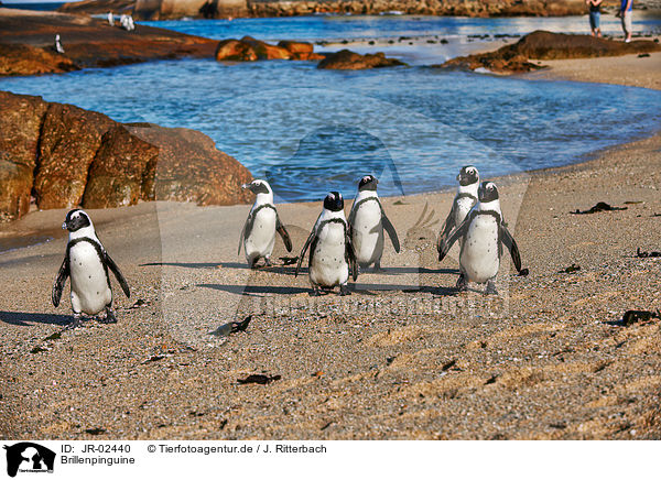 Brillenpinguine / African penguins / JR-02440