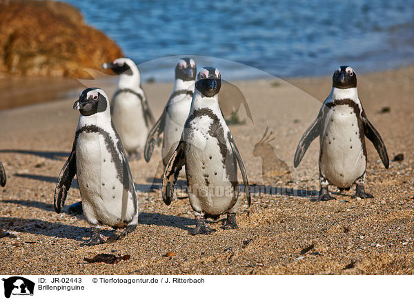 Brillenpinguine / African penguins / JR-02443