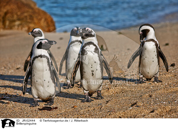 Brillenpinguine / African penguins / JR-02444