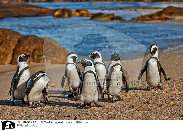 Brillenpinguine / African penguins / JR-02447