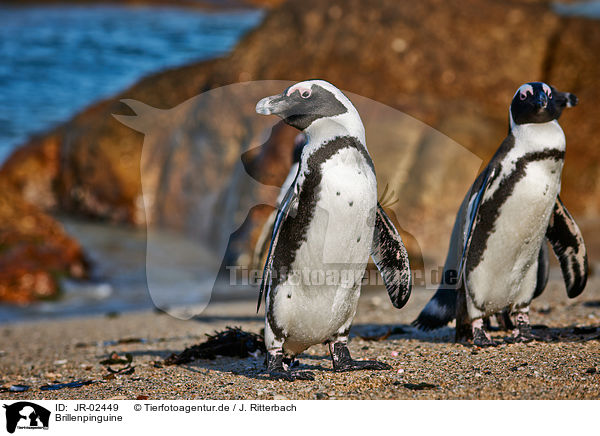 Brillenpinguine / African penguins / JR-02449