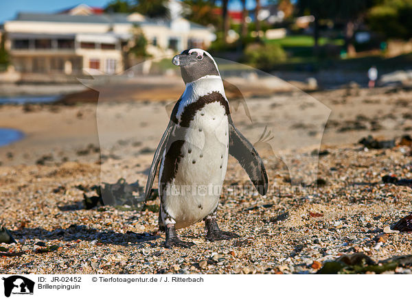 Brillenpinguin / African penguin / JR-02452