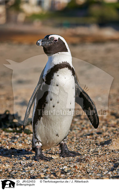 Brillenpinguin / African penguin / JR-02453