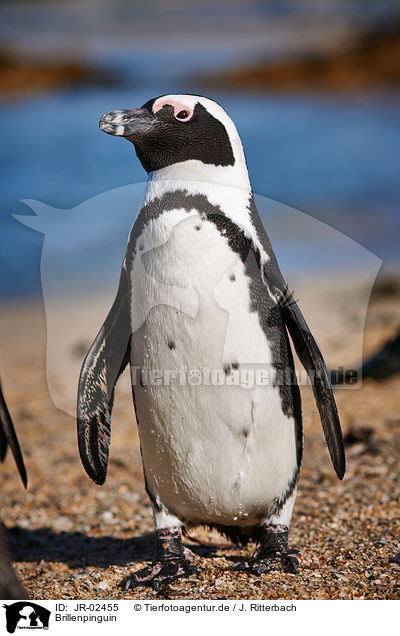 Brillenpinguin / African penguin / JR-02455