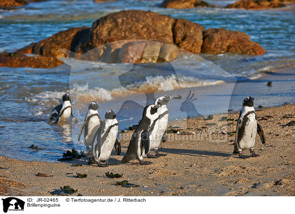 Brillenpinguine / JR-02465