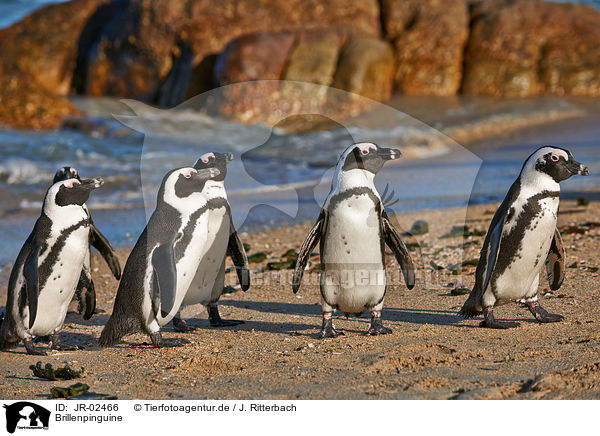 Brillenpinguine / African penguins / JR-02466