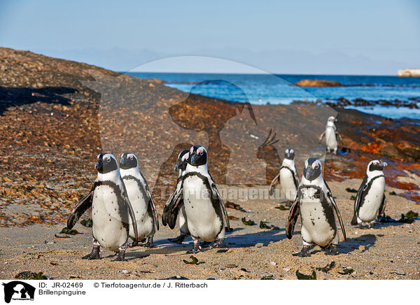 Brillenpinguine / African penguins / JR-02469
