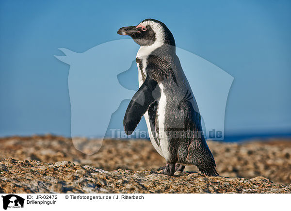 Brillenpinguin / African penguin / JR-02472