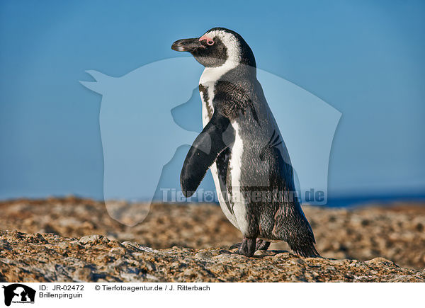 Brillenpinguin / JR-02472