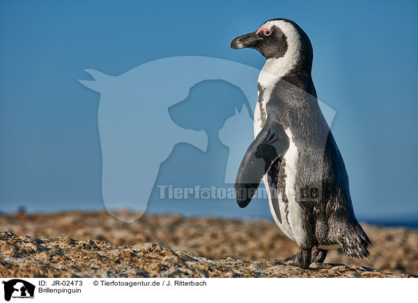 Brillenpinguin / African penguin / JR-02473