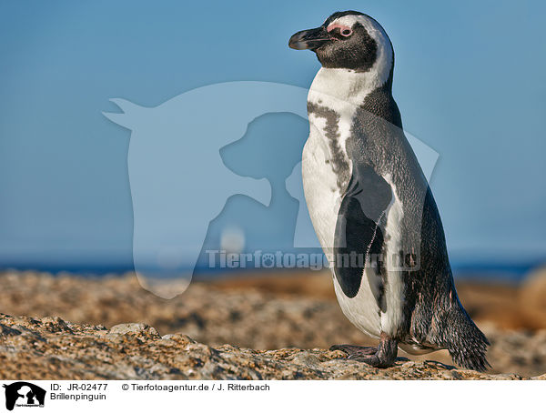 Brillenpinguin / African penguin / JR-02477