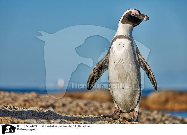 Brillenpinguin / JR-02483