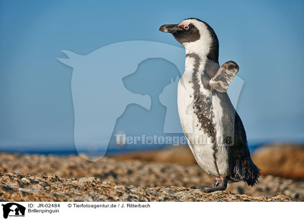 Brillenpinguin / JR-02484