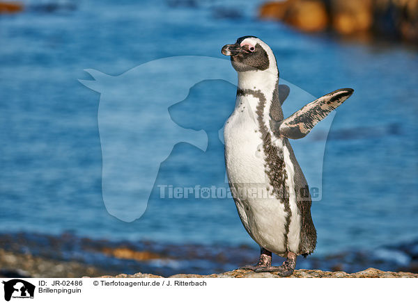 Brillenpinguin / JR-02486