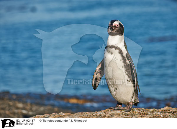 Brillenpinguin / JR-02487