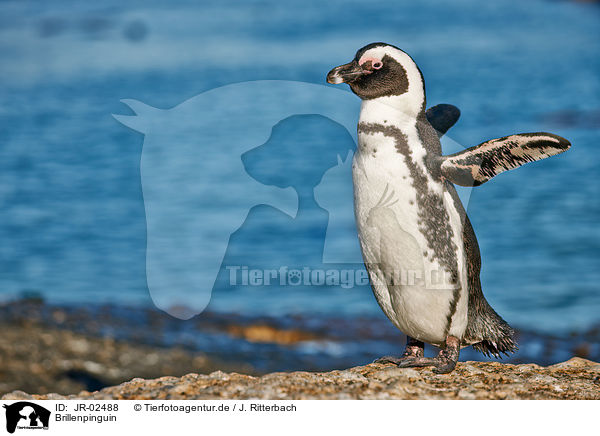 Brillenpinguin / African penguin / JR-02488