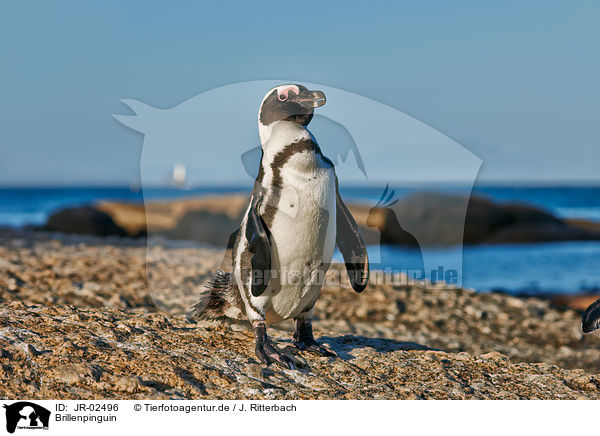 Brillenpinguin / African penguin / JR-02496