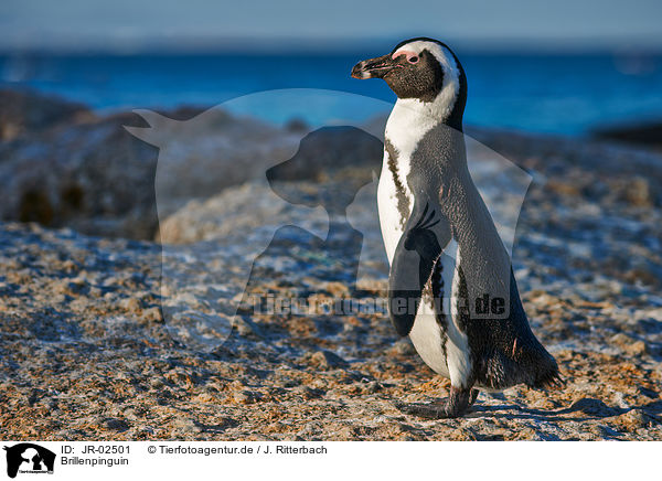 Brillenpinguin / African penguin / JR-02501