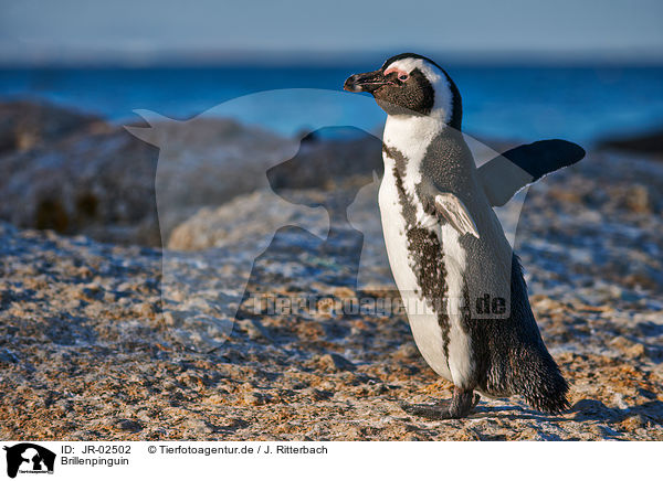 Brillenpinguin / JR-02502