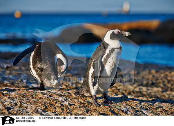 Brillenpinguine / African penguins / JR-02503