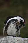 Brillenpinguin