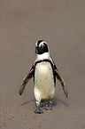 Brillenpinguin