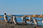 Brillenpinguine