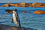 Brillenpinguin