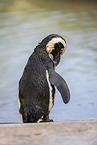Brillenpinguin