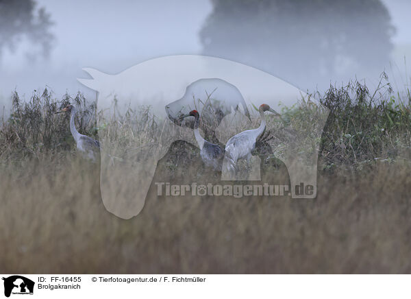 Brolgakranich / FF-16455