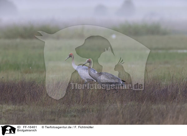 Brolgakranich / FF-16461