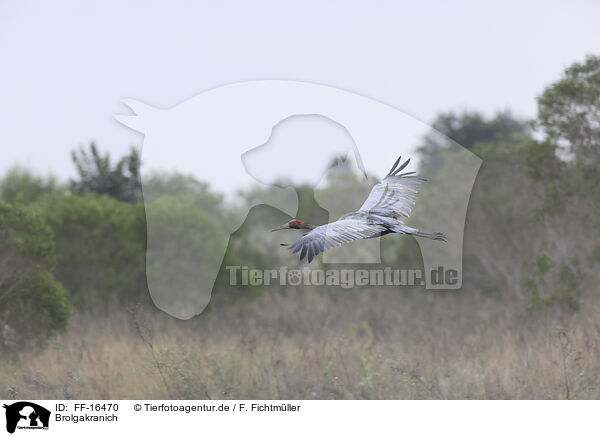 Brolgakranich / Australian crane / FF-16470