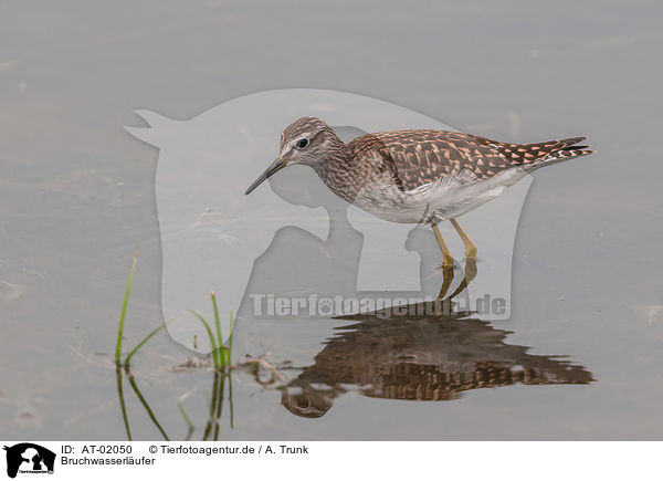 Bruchwasserlufer / wood sandpiper / AT-02050