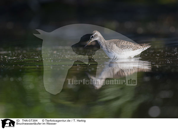 Bruchwasserlufer im Wasser / THA-07384