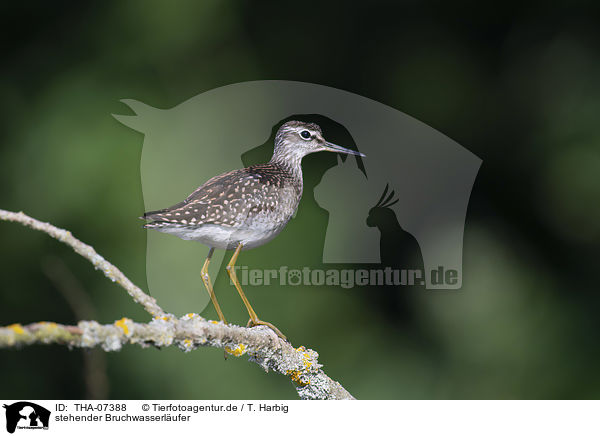 stehender Bruchwasserlufer / standing Wood Sandpiper / THA-07388