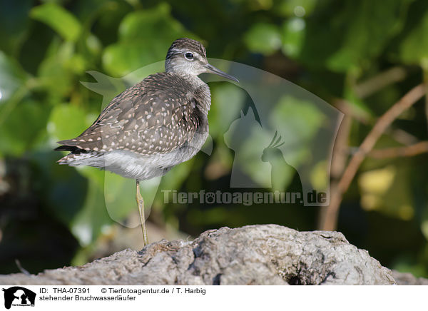 stehender Bruchwasserlufer / standing Wood Sandpiper / THA-07391