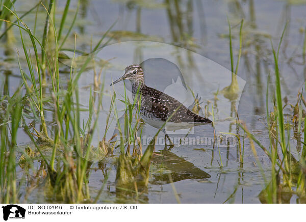 Bruchwasserlufer / wood sandpiper / SO-02946