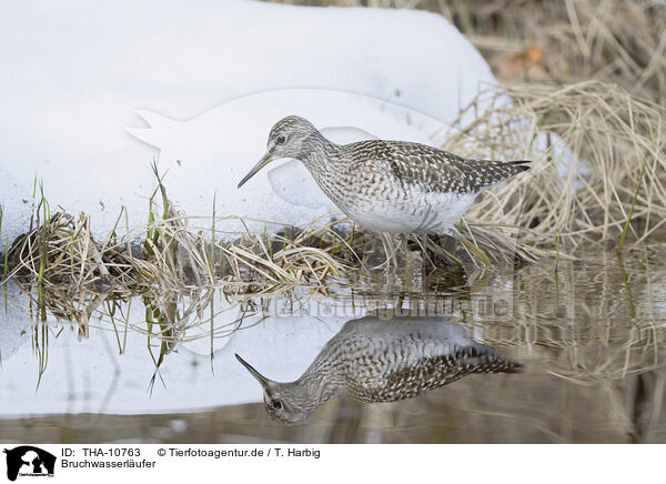 Bruchwasserlufer / wood sandpiper / THA-10763